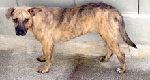 JERSEY2, Hund, Mischlingshund in Zypern - Bild 6