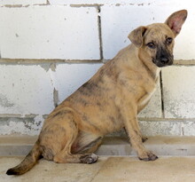 JERSEY2, Hund, Mischlingshund in Zypern - Bild 7