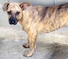 JERSEY2, Hund, Mischlingshund in Zypern - Bild 9