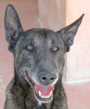 MITAS, Hund, Malinois in Zypern - Bild 1