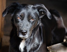 ALISHA, Hund, Mischlingshund in Griechenland - Bild 1