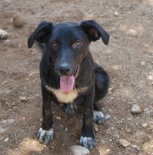 ALISHA, Hund, Mischlingshund in Griechenland - Bild 10