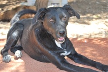 ALISHA, Hund, Mischlingshund in Griechenland - Bild 11