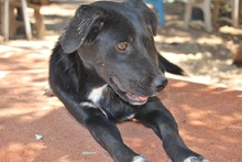 ALISHA, Hund, Mischlingshund in Griechenland - Bild 12