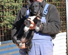 ALISHA, Hund, Mischlingshund in Griechenland - Bild 13