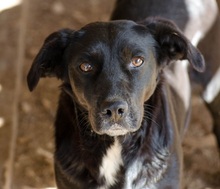 ALISHA, Hund, Mischlingshund in Griechenland - Bild 2