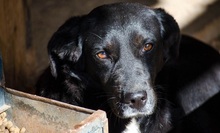 ALISHA, Hund, Mischlingshund in Griechenland - Bild 3