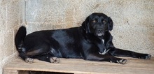 ALISHA, Hund, Mischlingshund in Griechenland - Bild 4