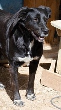 ALISHA, Hund, Mischlingshund in Griechenland - Bild 5
