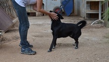 ALISHA, Hund, Mischlingshund in Griechenland - Bild 6