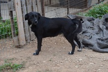 ALISHA, Hund, Mischlingshund in Griechenland - Bild 8