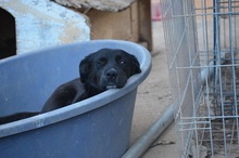 ALISHA, Hund, Mischlingshund in Griechenland - Bild 9