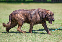 TIGRICFYN, Hund, Terrier-Mix in Kroatien - Bild 11