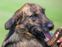 TIGRICFYN, Hund, Terrier-Mix in Kroatien - Bild 9
