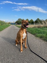 KIRK, Hund, Mischlingshund in Bietigheim-Bissingen - Bild 4