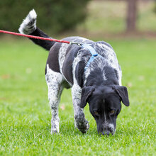 ORION, Hund, Mischlingshund in Kroatien - Bild 6