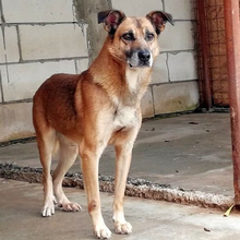 GAGU, Hund, Mischlingshund in Rumänien - Bild 1