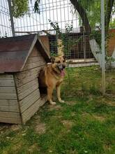GAGU, Hund, Mischlingshund in Rumänien - Bild 10