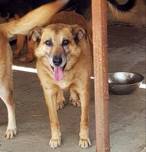 GAGU, Hund, Mischlingshund in Rumänien - Bild 2