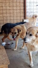GAGU, Hund, Mischlingshund in Rumänien - Bild 3