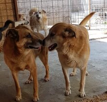 GAGU, Hund, Mischlingshund in Rumänien - Bild 4