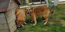 GAGU, Hund, Mischlingshund in Rumänien - Bild 7
