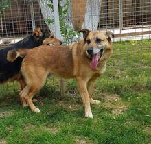 GAGU, Hund, Mischlingshund in Rumänien - Bild 9