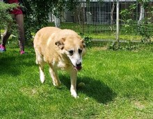 GAGA, Hund, Mischlingshund in Rumänien - Bild 11