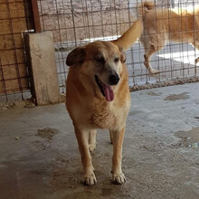 GAGA, Hund, Mischlingshund in Rumänien - Bild 2