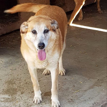 GAGA, Hund, Mischlingshund in Rumänien - Bild 3