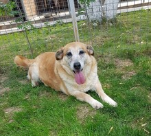 GAGA, Hund, Mischlingshund in Rumänien - Bild 8