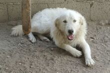 AUGUSTO, Hund, Maremmano-Mix in Italien - Bild 37