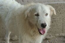 AUGUSTO, Hund, Maremmano-Mix in Italien - Bild 46