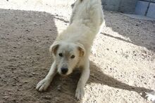AUGUSTO, Hund, Maremmano-Mix in Italien - Bild 47