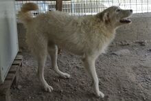 AUGUSTO, Hund, Maremmano-Mix in Italien - Bild 48