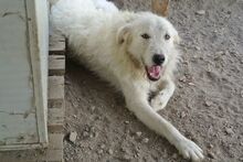 AUGUSTO, Hund, Maremmano-Mix in Italien - Bild 49