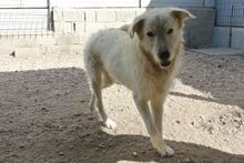 AUGUSTO, Hund, Maremmano-Mix in Italien - Bild 50