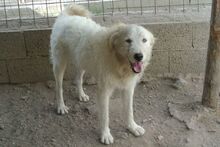 AUGUSTO, Hund, Maremmano-Mix in Italien - Bild 51