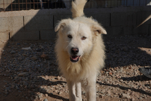 AUGUSTO, Hund, Maremmano-Mix in Stemwede