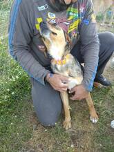ABBY, Hund, Mischlingshund in Aerzen - Bild 10