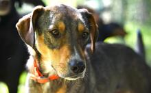 ABBY, Hund, Mischlingshund in Aerzen - Bild 2