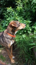ABBY, Hund, Mischlingshund in Aerzen - Bild 7