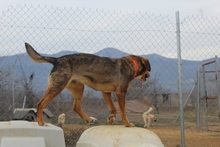 ABBY, Hund, Mischlingshund in Aerzen - Bild 9