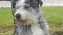 MAYLA, Hund, Bearded Collie in Spanien - Bild 1