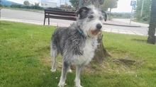 MAYLA, Hund, Bearded Collie in Spanien - Bild 2