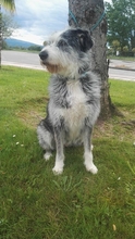 MAYLA, Hund, Bearded Collie in Spanien - Bild 3