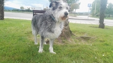 MAYLA, Hund, Bearded Collie in Spanien - Bild 6
