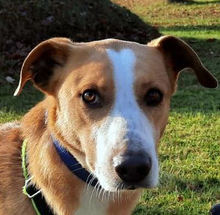 CARAMELLO, Hund, Mischlingshund in Wriedel - Bild 1