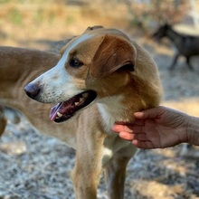 CARAMELLO, Hund, Mischlingshund in Wriedel - Bild 17