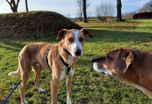 CARAMELLO, Hund, Mischlingshund in Wriedel - Bild 5